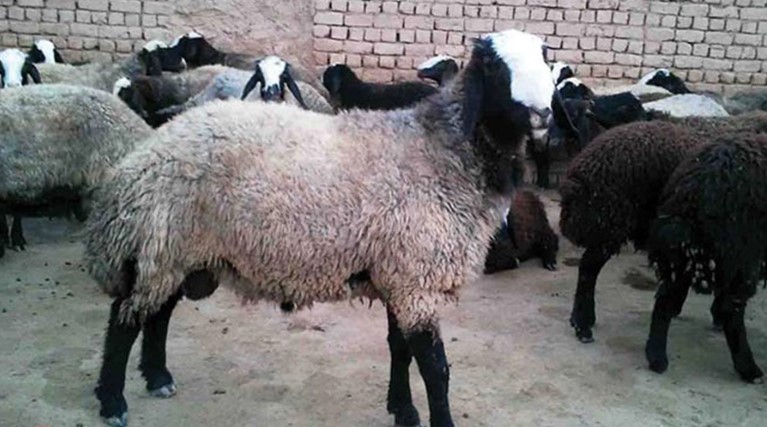 تصویر رویداد