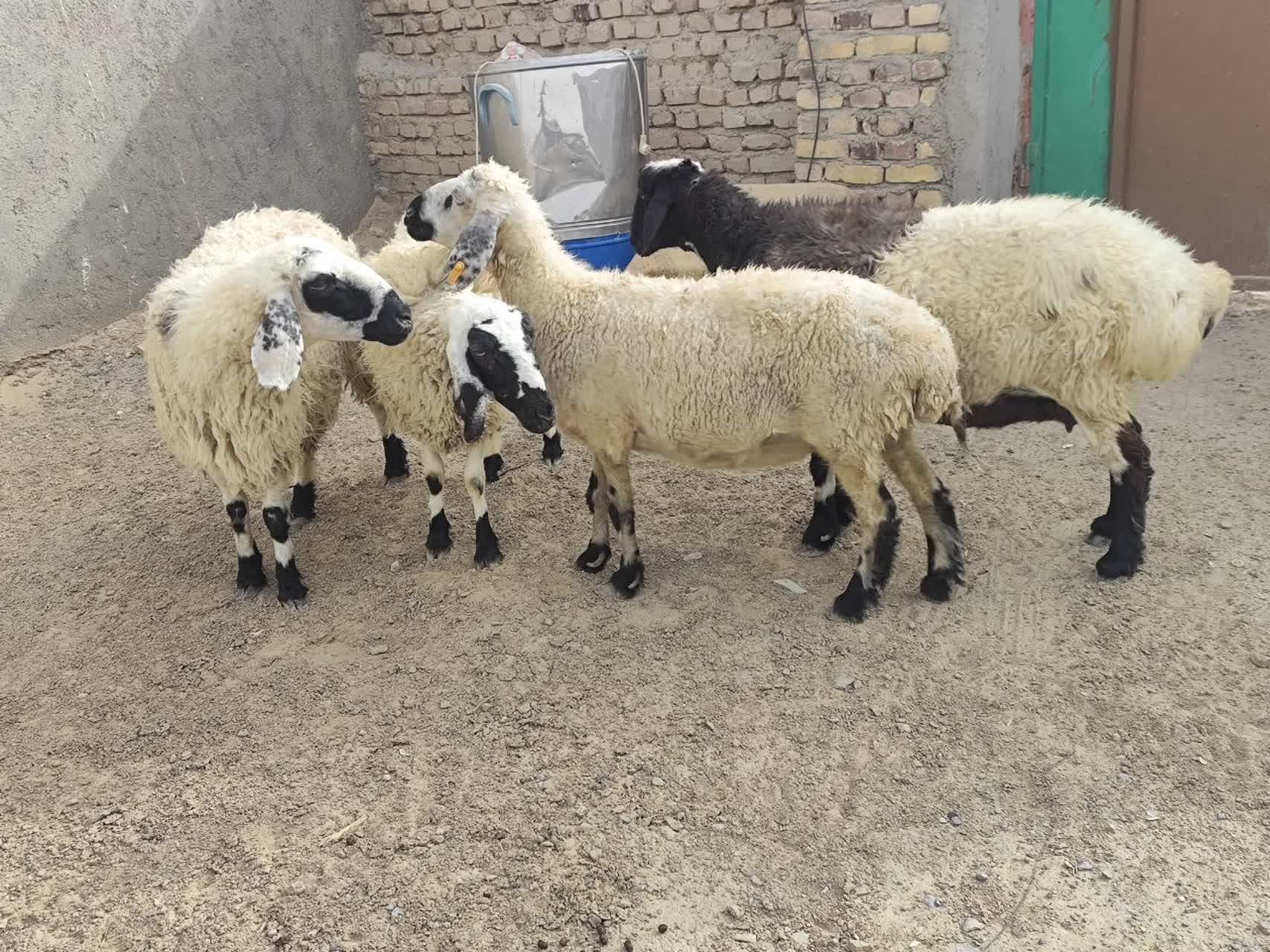 تصویر رویداد