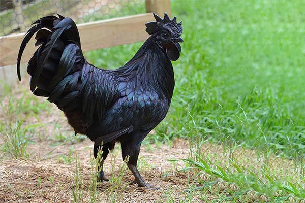 تصویر رویداد