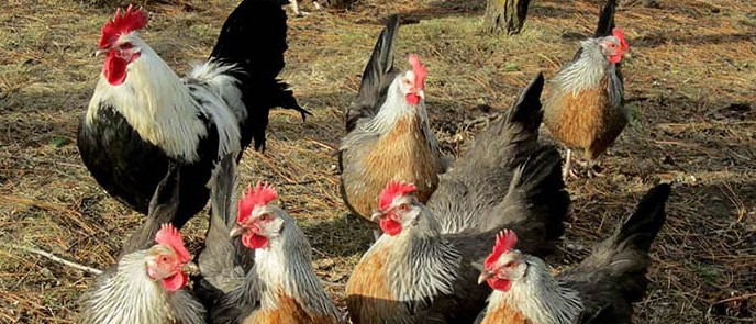 تصویر رویداد