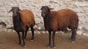 تصویر رویداد